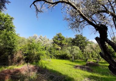 1350 מ 3 מגרש מגרש ליד טיבט וקוטור למכירה